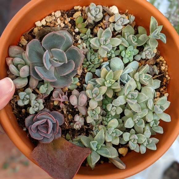 40 Succulent Plant Cuttings Various Types - Picture 5 of 15